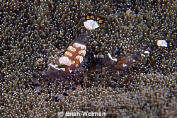 Egg Shell Shrimps in Anenome
Used 105mm Nikkor Macro len... by Brian Welman 